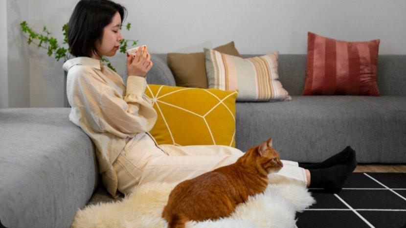 10+ Tips Menghilangkan Bau Pesing Kotoran Kucing di Rumah, Cat Lover Wajib Tahu