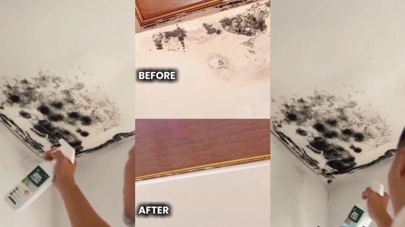4 Rekomendasi Pembersih Jamur Black Mold dan Lumut Tembok Rumah