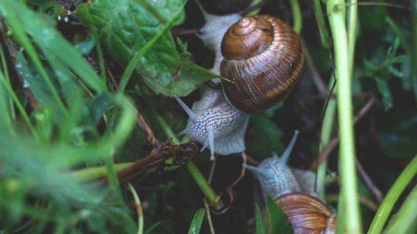 Ilustrasi-siput-di-kebun-yang-sering-merusak-tanaman.jpg