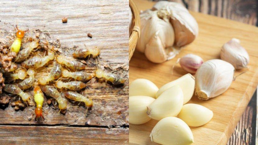Keberadaan-rayap-bisa-kamu-atasi-secara-lebih-mudah-pakai-bawang-putih.jpg