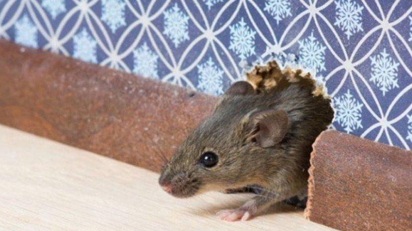 Keberadaan-tikus-di-rumah-yang-meresahkan-bisa-diatasi-dengan-berbagai-cara.jpg