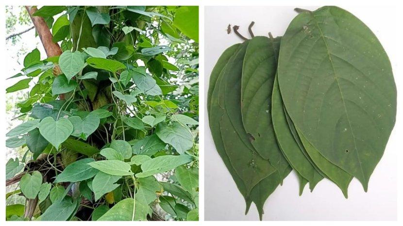 Khasiat-daun-sembukan-berkat-kandungan-nutrisi-yang-ada-di-dalamnya.jpg