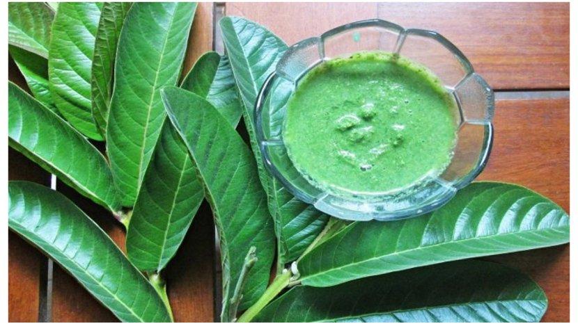 Membuat-masker-dari-daun-jambu-biji2.jpg