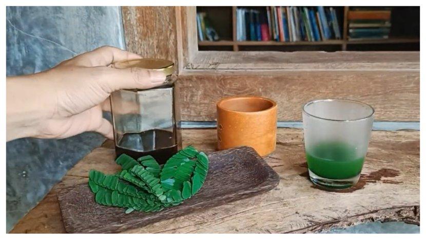 Minuman-herbal-dari-daun-saga.jpg