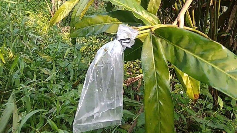 9 Khasiat Sadapan Air Lengkuas untuk Kesehatan, Cocok Jadi Obat Herbal Mengatasi Berbagai Penyakit