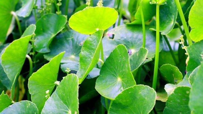 Tanaman-centella-asiatica.jpg