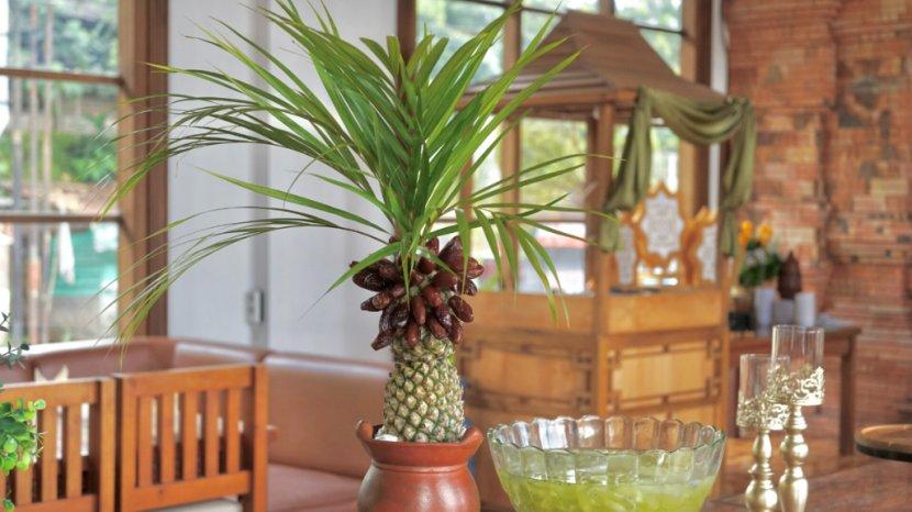 Cuma Butuh Pot, 5 Tanaman Buah Indoor yang Bisa Berbuah Sepanjang Tahun