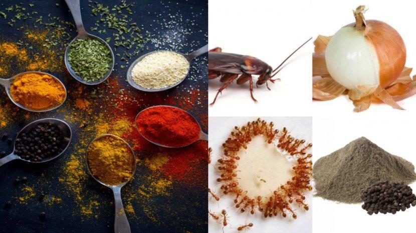 Tuntaskan-dapur-dari-semut-kecoa-tikus-dan-lalat.jpg