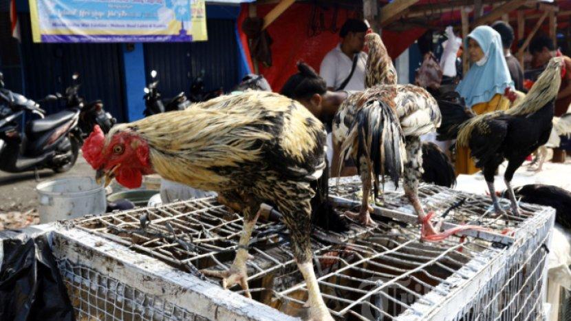 ayam-kampung.jpg