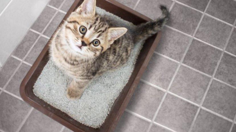 bau-pesing-dan-bau-kotoran-kucing-di-dalam-rumah-bisa-kamu-atasi-secara-lebih-mudah.jpg