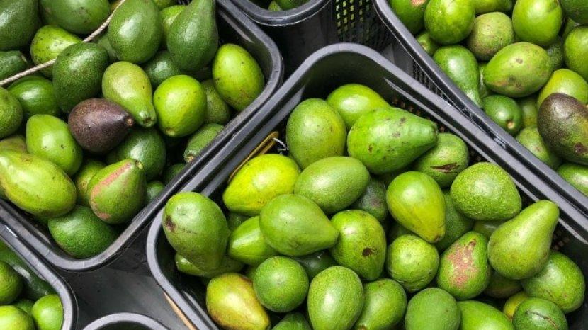 7 Penyakit Berbahaya yang Bisa Dicegah dengan Buah Alpukat, Yuk Mulai Konsumsi Setiap Hari