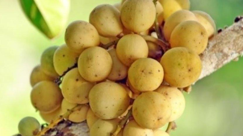 buah-kokosan-atau-langsat4.jpg