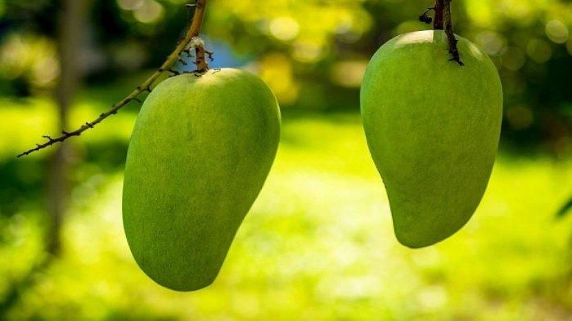 Tak Banyak yang Tahu, Biji Buah Mangga Bisa Turunkan Berat Badan Hingga Menjaga Kesehatan Rambut