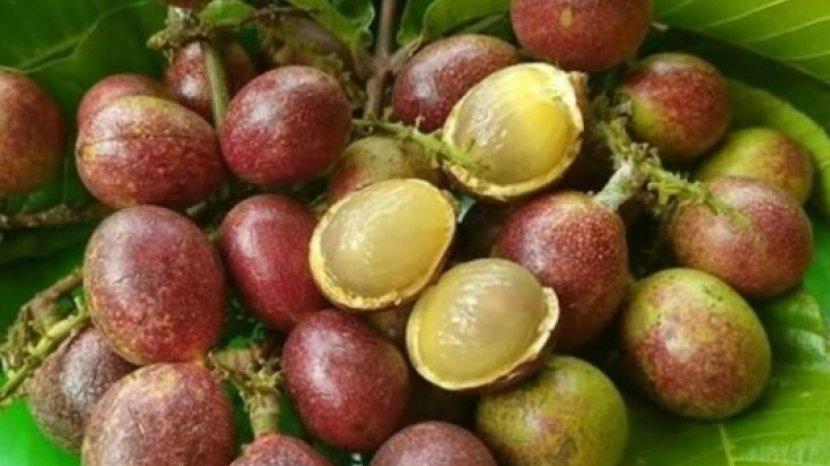 8 Khasiat Matoa untuk Tubuh, Buah Lokal yang Bisa Cegah Diabetes hingga Kanker