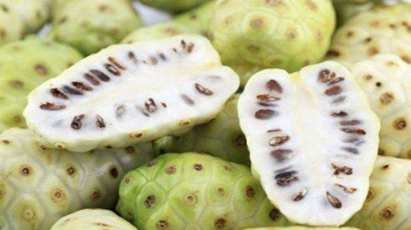 buah-mengkudu-untuk-kesehatan-dan-kecantikan1.jpg