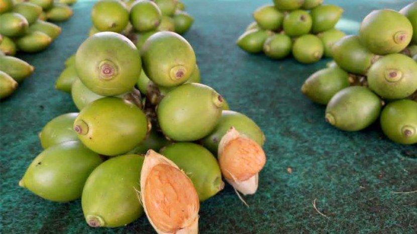 7 Manfaat Buah Pinang untuk Kesehatan yang Sering Dikonsumsi Masyarakat Papua