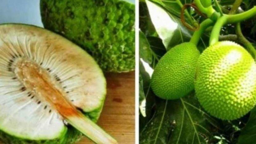 Ternyata Buah Sukun Punya 9 Manfaat Ini untuk Tubuh, Cegah Penyakit Jantung hingga Risiko Diabetes