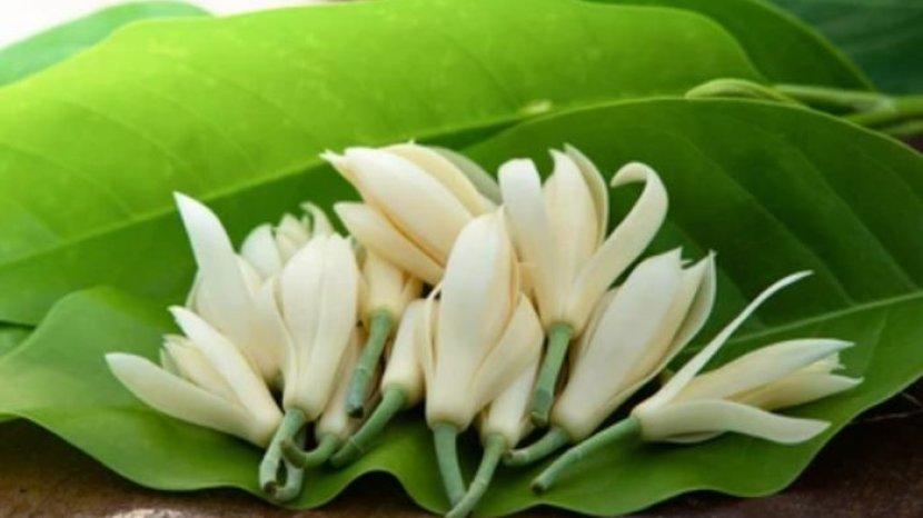 bunga-kantil-punya-banyak-manfaat-untuk-tubuh.jpg