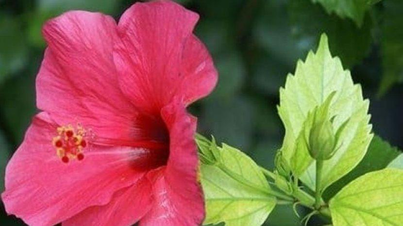 Bunga Sepatu Bisa Dikonsumsi jadi Teh Herbal, 10 Manfaatnya untuk Tubuh Menantimu