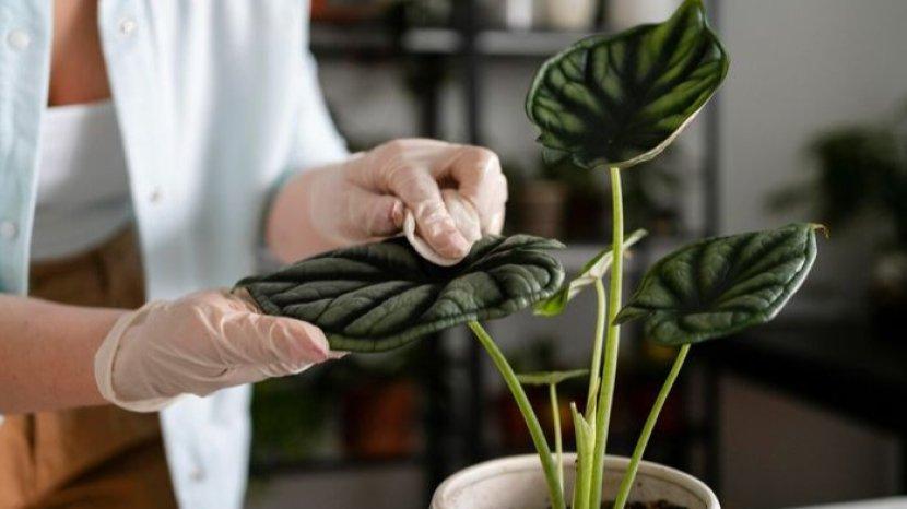 cara-membersihkan-daun-tanaman-hias.jpg