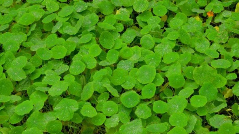 Mengenal Centella Asiatica dan Manfaatnya untuk Kulit, Terkenal Ampuh untuk Redakan Iritasi