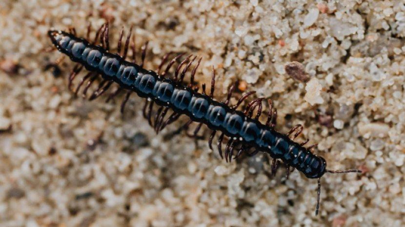 centipede.jpg