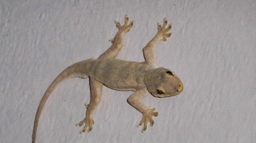 cicak-di-rumah.jpg