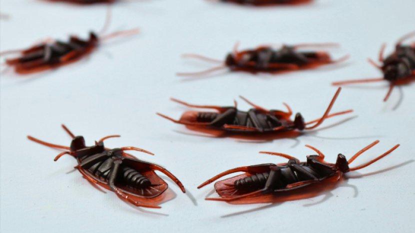 10 Cara Alami Usir Kecoa dari Dapur, Ampuh Nggak Bikin Balik Lagi