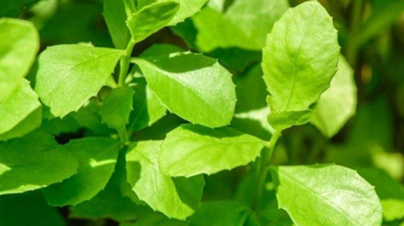 Daun Beluntas Bukan Sekedar Tanaman Liar, Ini 9 Manfaatnya untuk Kesehatan Tubuh