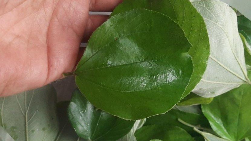 9 Khasiat Daun Bidara Arab untuk Kesehatan Tubuh Jika Dikonsumsi Rutin dan Cara Tepat Mengolahnya