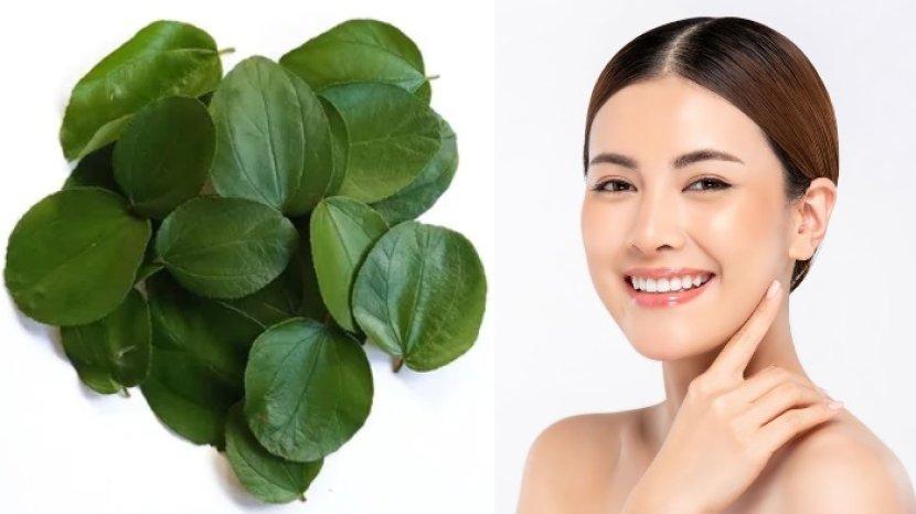 Daun Bidara Jadi Rahasia Kecantikan Alami, Ini 7 Khasiatnya untuk Kulit