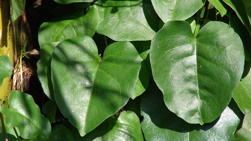 9 Daun Ini Punya Manfaat Menakjubkan untuk Kecantikan, Bisa Mencerahkan hingga Cegah Keriput