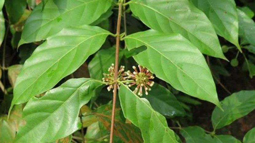 9 Manfaat Menakjubkan Daun Gambir, Obat Tradisional Alami yang Punya Banyak Khasiat