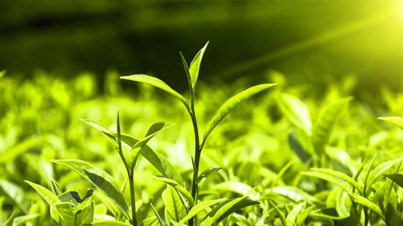 3 Manfaat Green Tea untuk Kesehatan Rambut, Bagaimana Cara Menggunakannya?