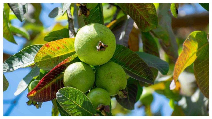 daun-jambu-biji-masterq.jpg