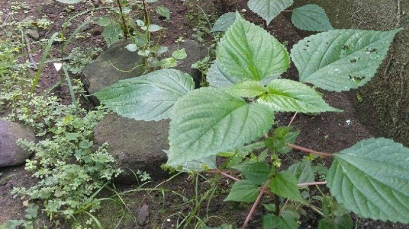 Sering Dianggap Tumbuhan Liar yang Bikin Gatal, Ternyata Ini 7 Manfaat Daun Jelatang untuk Kesehatan