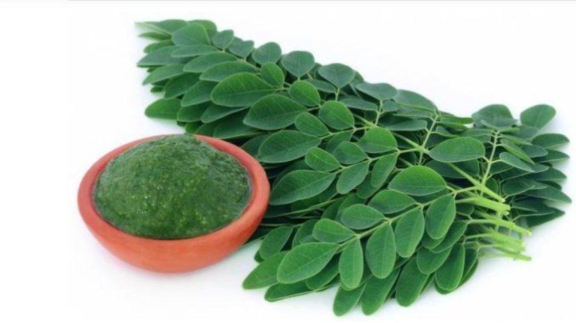 daun-kelor-punya-banyak-khasiat-untuk-kesehatan-dan-kecantikan3.jpg