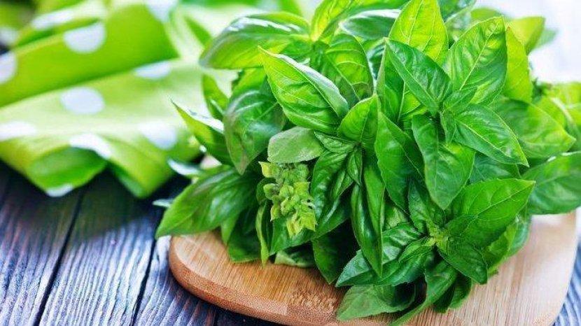 daun-kemangi-memiliki-banyak-manfaat-bagi-tubuh.jpg