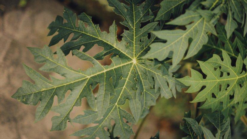 7 Manfaat Ini Bisa Kamu Dapatkan dari Daun Pepaya, Untuk Jaga Kesehatan dan Kecantikan Kulit
