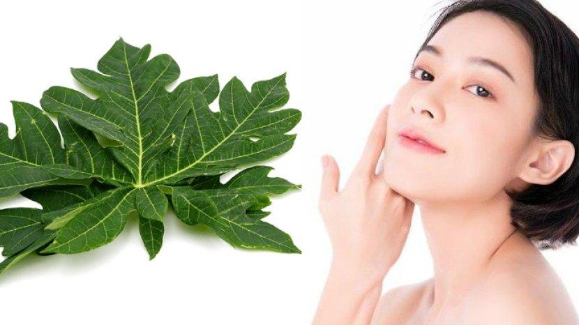 Daun Pepaya Ternyata Menyimpan 7 Khasiat untuk Kecantikan, Bisa Bikin Wajah Glowing