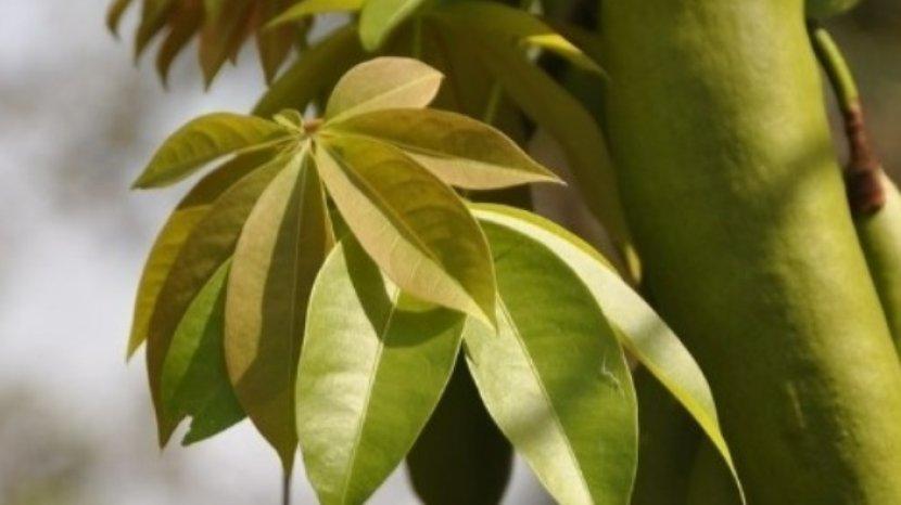 7 Jenis Daun Tanaman yang Bisa Dijadikan Obat Herbal Mengatasi Penyakit Tubuh