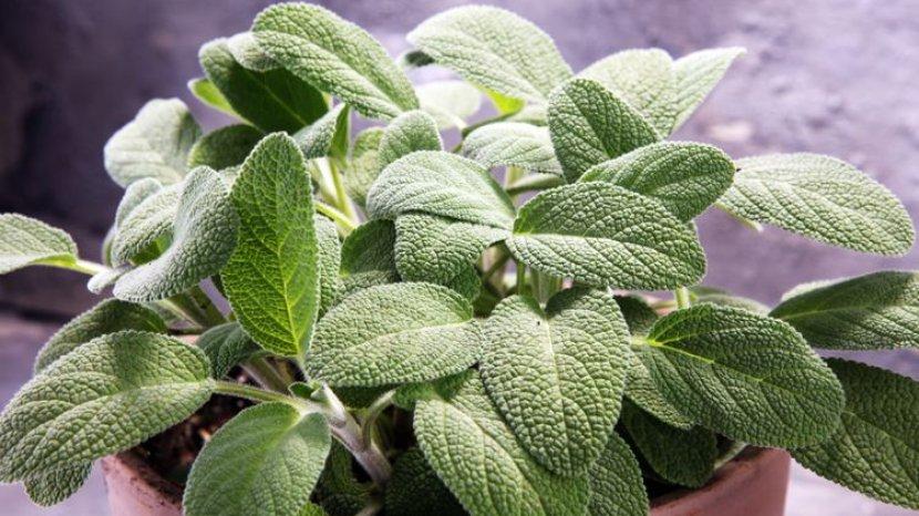 7 Khasiat Daun Sage untuk Tubuh, Bisa Turunkan Kolesterol hingga Menjaga Kesehatan Mental