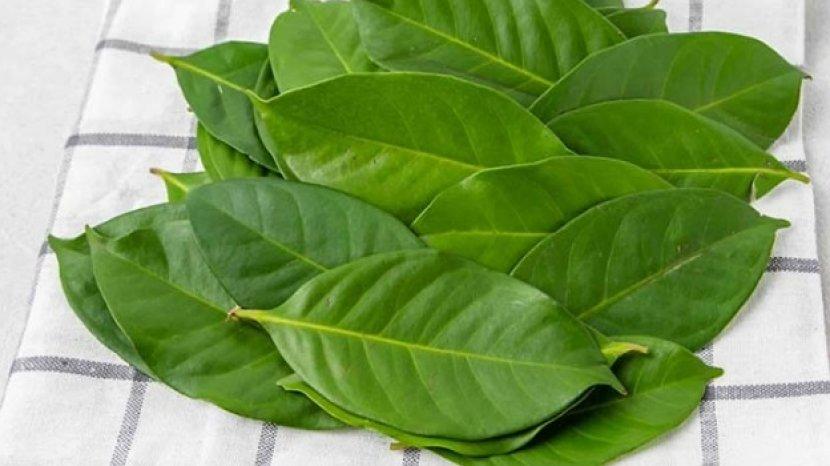 10 Khasiat Menakjubkan Daun Salam untuk Kesehatan dan Kecantikan, Bisa Dimanfaatkan Air Rebusannya