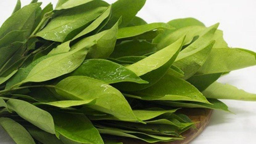 Ternyata Daun Salam Punya 10 Kandungan Nutrisi Ini, Tak Heran Khasiatnya Menakjubkan