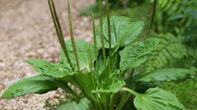 Daun Sendok atau Ki Urat Ternyata Punya 9 Khasiat Menakjubkan Ini untuk Tubuhmu