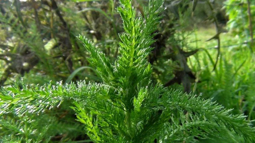 7 Khasiat Luar Biasa Daun Seribu Bagi Kesehatan yang Jarang Diketahui, Tanaman Obat Khas Indonesia