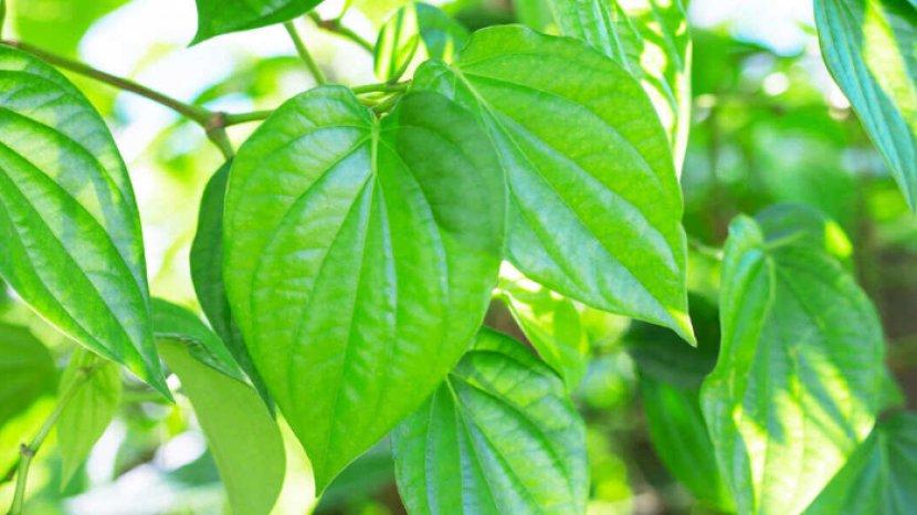 7 Manfaat Daun Sirih Cina untuk Kesehatan, Salah Satunya Bisa sembuhkan Bisul