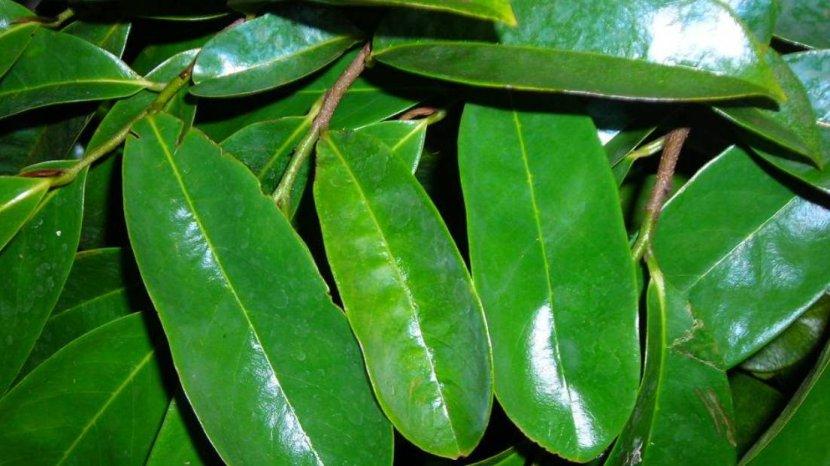 10 Manfaat Minum Rebusan Daun Sirsak, Bisa Cegah Diabetes hingga Meningkatkan Kesuburan