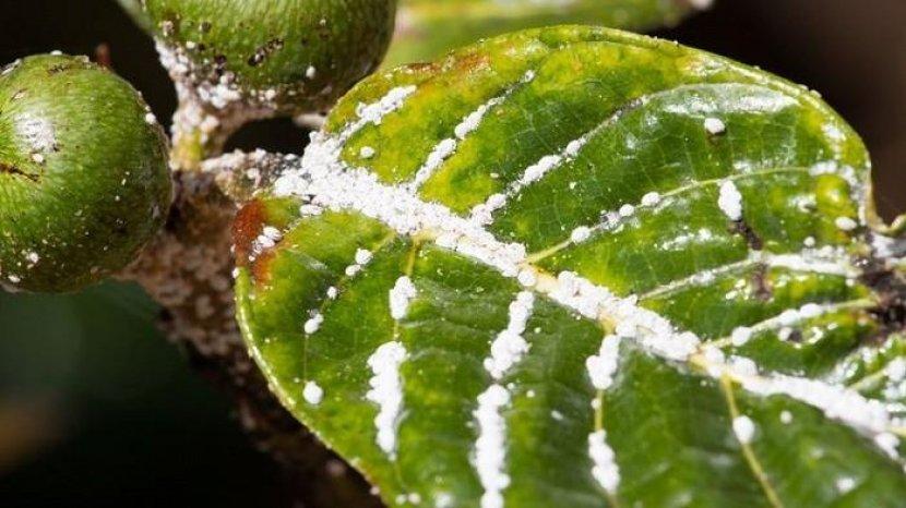 5 Bahan Alami untuk Mengusir Hama Tanaman, Bisa Gunakan Bawang Putih