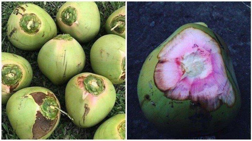 Banyak Dicari, Ternyata Ini 7 Manfaat Degan Wulung untuk Kesehatan Tubuh